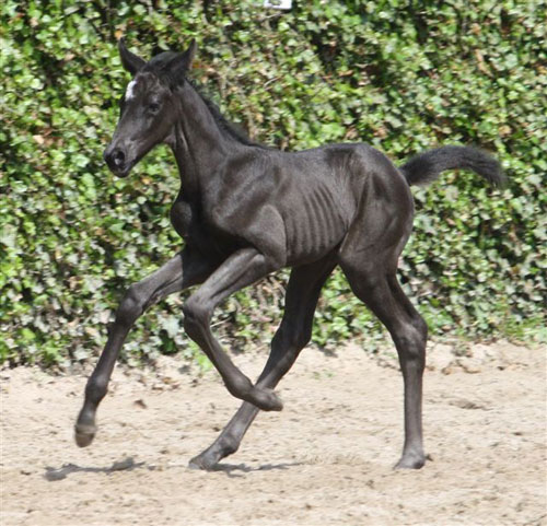 ein schönes Bild der Stute